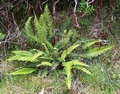 blechnum spicant.jpg