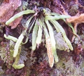 ceradenia jungermannioides 1.jpg