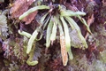 ceradenia jungermannioides 6.jpg