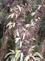 ceradenia jungermannioides tree.jpg