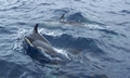 common dolphins.jpg