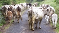 cows in the  road.jpg