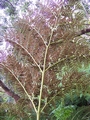 culcita macrocarpa.jpg