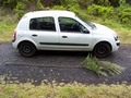 culcita macrocarpa with car.jpg