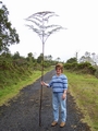 culcita macrocarpa with woman.jpg