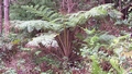 cyathea cooperii.jpg