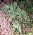 cystopteris diaphana.jpg
