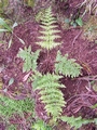 dryopteris crispifolia.jpg