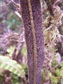elaphoglossum semicylindricum 2.jpg