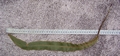 elaphoglossum semicylindricum 46cms.jpg
