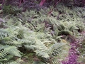 ferns 2.jpg