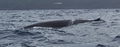 fin whales 2.jpg