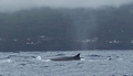 fin whales 3.jpg