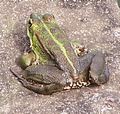 frog 2.jpg