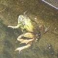 frog sex.jpg
