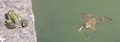 frogs.jpg