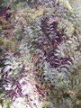 hymenophyllum wilsonii.jpg