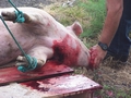 killing pigs 2.jpg