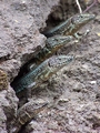 lizards 2.jpg