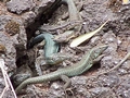 lizards 3.jpg