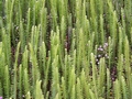 nephrolepis sp 2.jpg