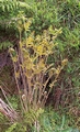 osmunda regalis.jpg
