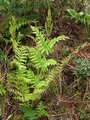 osmunda regalis 2.jpg