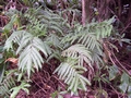 pteris incompleta.jpg
