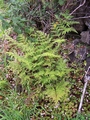 pteris tremula.jpg