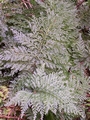 trichomanes speciosum 2.jpg