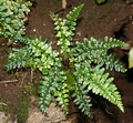 Asplenium obovatum ssp lanceolatum P01.jpg