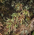 Ceradenia jungermannioides P02.jpg