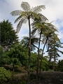 Cyathea cooperii P02.jpg