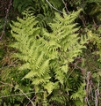 Dryopteris crispifolia P01.jpg