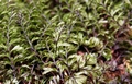 Hymenophyllum wilsonii P03.jpg