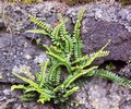 asplenium azoricum.jpg