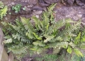 asplenium marinum.jpg