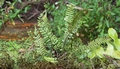 asplenium monanthes.jpg