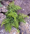 asplenium obovatum ssp lanceolatum.jpg