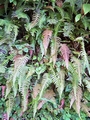 blechnum appendiculatum.jpg