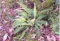 blechnum spicant.jpg