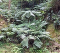 caldeira velha cyathea.jpg