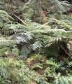 caldeira velha cyatheas.jpg