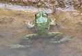 caldeira velha frog.jpg