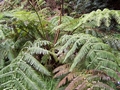 cyathea cooperi.jpg
