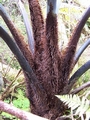 cyathea sp.jpg