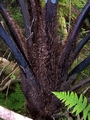 cyathea sp 3.jpg