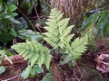 dryopteris aemula.jpg