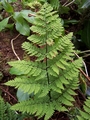 dryopteris aemula 2.jpg