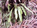 elaphoglossum semicylindricum 1.jpg